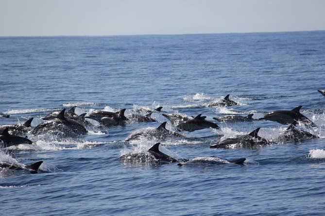 Swim With Wild Dolphins in Tauranga - Key things to know before booking