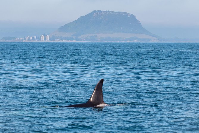 Swim With Wild Dolphins in Tauranga - Why the crew matters on a wildlife trip