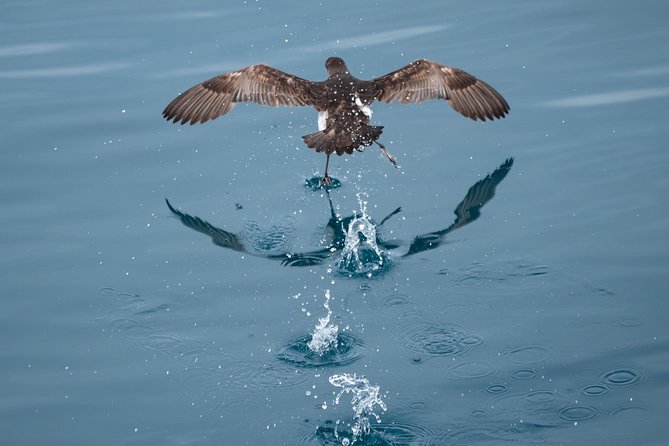 Swim With Wild Dolphins in Tauranga - When swimming is not possible