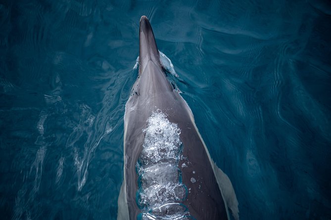 Swim With Wild Dolphins in Tauranga - Is the $102.39 price good value?