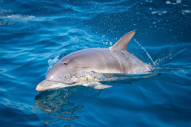 Swim With Wild Dolphins in Tauranga - What to bring and how to prepare