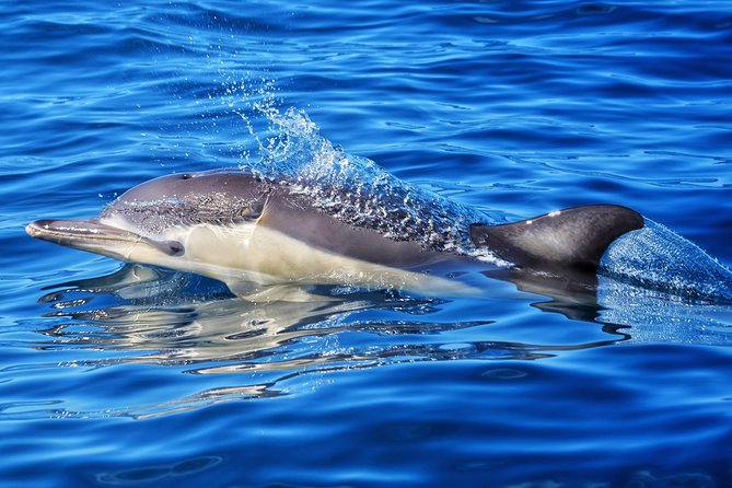 Swim With Wild Dolphins in Tauranga - Who will enjoy this trip most?