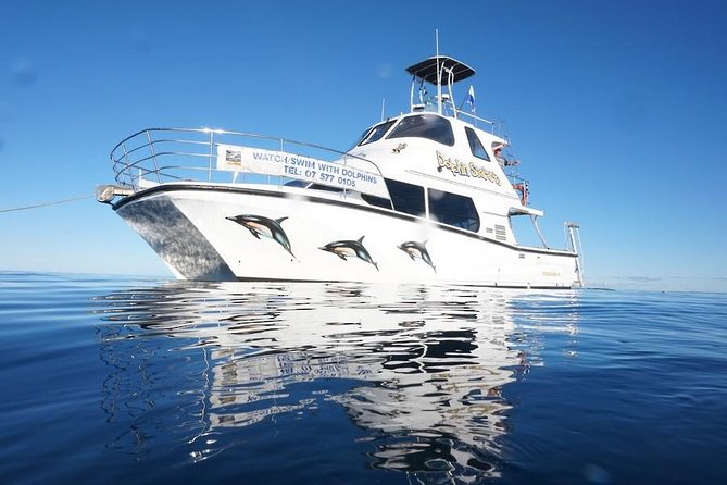 Swim With Wild Dolphins in Tauranga - Searching for common dolphins in the Bay of Plenty