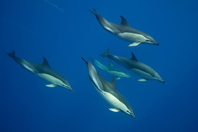 Swim with Wild Dolphins in the Azores - Key points before you book