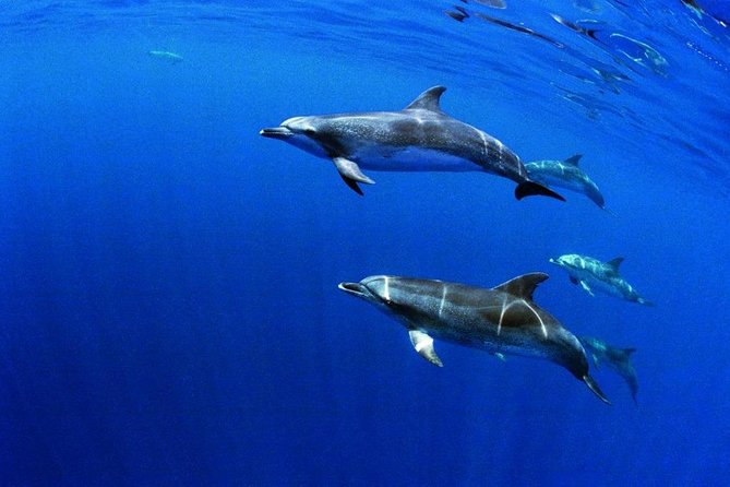 Swim with Wild Dolphins in the Azores - What the Ponta Delgada dolphin trip is really like