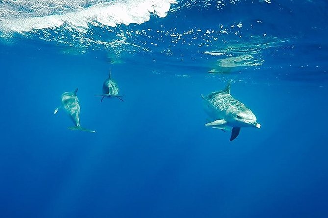 Swim with Wild Dolphins in the Azores - Entering the water with wild dolphins
