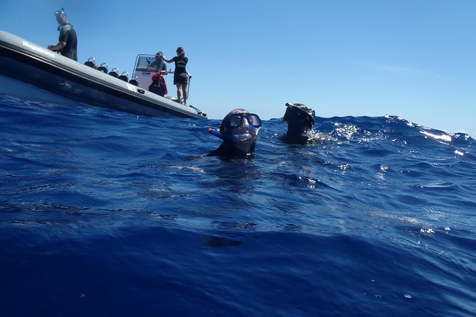 Swim with Wild Dolphins in the Azores - Water temperature, equipment, and comfort
