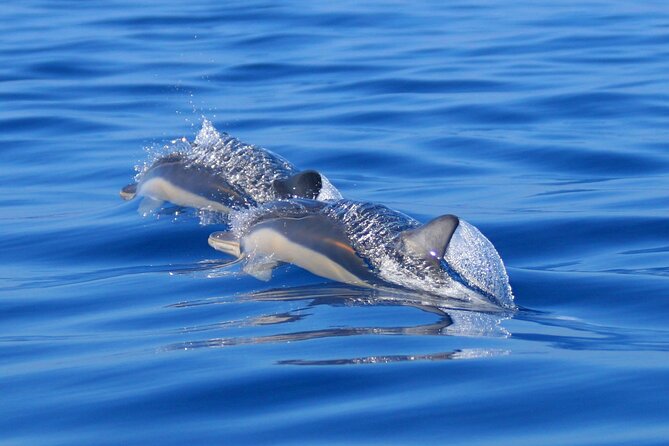 Swim with Wild Dolphins in the Azores - Who should book this São Miguel experience?