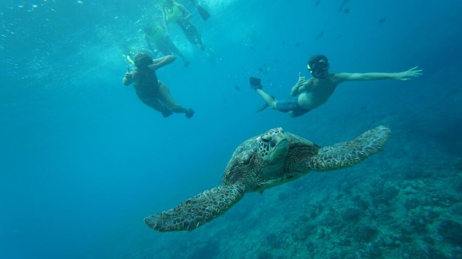 Swim with Wild Dolphins Oahu Speedboat Snorkeling Adventure! - What the three-hour outing is really about