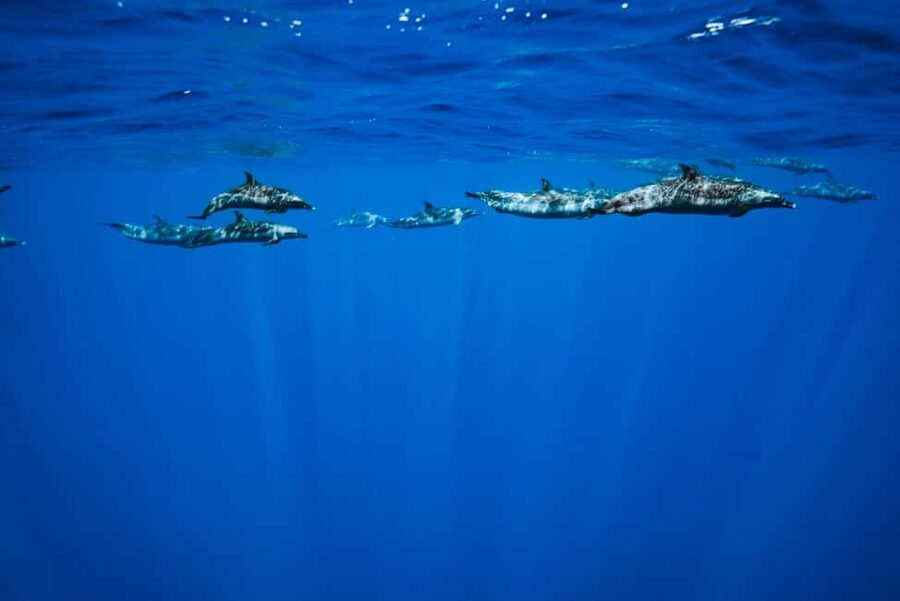 Swim with Wild Dolphins Oahu Speedboat Snorkeling Adventure! - Practical ways to improve your morning