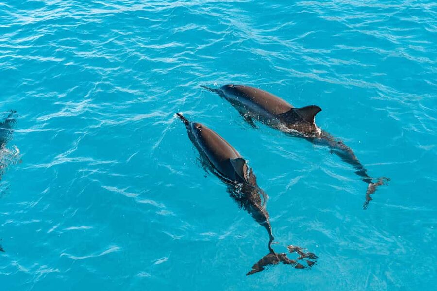 Swim with Wild Dolphins Oahu Speedboat Snorkeling Adventure! - Reaching Waianae from Waikiki and Ko Olina