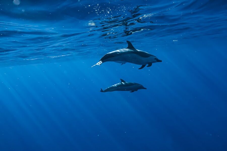 Swim with Wild Dolphins Oahu Speedboat Snorkeling Adventure! - Snorkeling at Makaha reef