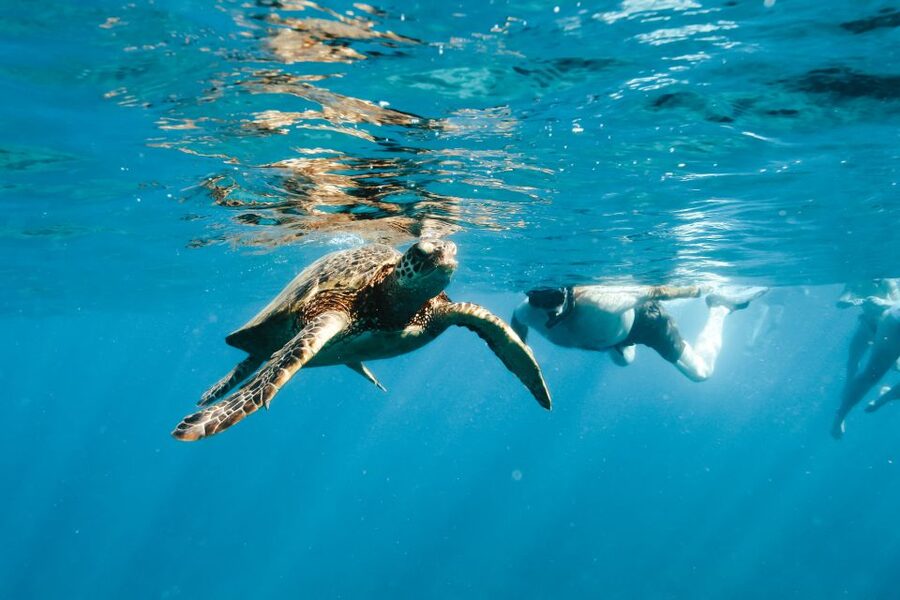 Swim with Wild Dolphins Oahu Speedboat Snorkeling Adventure! - Whale season and west-coast scenery