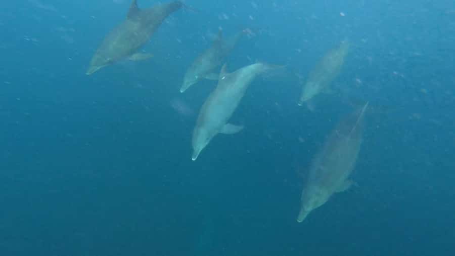 swimming with dolphin in kizimkazi zanzibar - Key points to know before booking