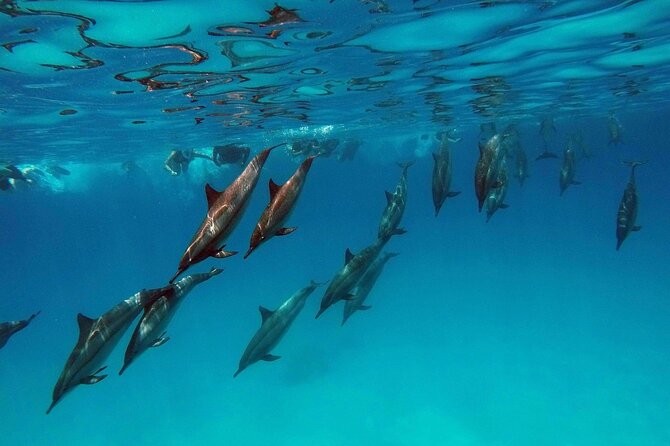 Swimming With Dolphin in Red Sea Adventure with Lunch - Hurgada - The early pickup and ride to the harbor