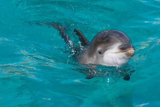 Swimming With Dolphin in Red Sea Adventure with Lunch - Hurgada - Finding dolphins at Dolphin House