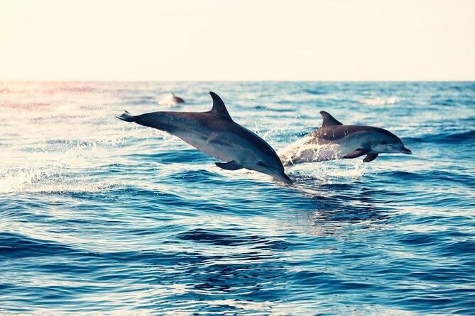 Swimming With Dolphin in Red Sea Adventure with Lunch - Hurgada - Banana and quadra rides