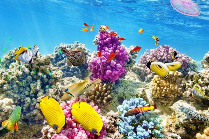 Swimming with Dolphin VIP Snorkeling Sea Trip With Lunch and Transfer - Hurghada - Setting out from Hurghada at 8:00 am