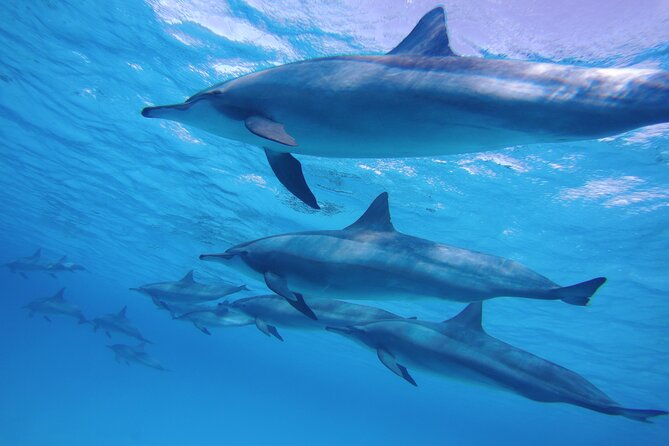 Swimming with Dolphin VIP Snorkeling Sea Trip With Lunch and Transfer - Hurghada - Safety, organization, and what VIP really means