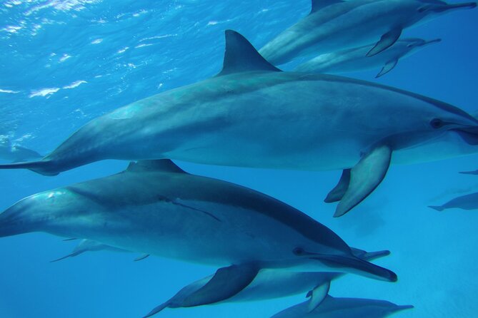 Swimming with Dolphin VIP Snorkeling Sea Trip With Lunch and Transfer - Hurghada - The boat ride to Dolphin House