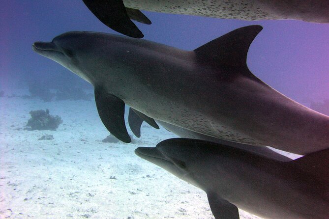 Swimming with Dolphins and Banana Boat Sea Trip Day Experience - Hurghada - Reaching Dolphin House by boat
