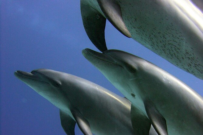 Swimming with Dolphins and Banana Boat Sea Trip Day Experience - Hurghada - Lunch aboard the boat