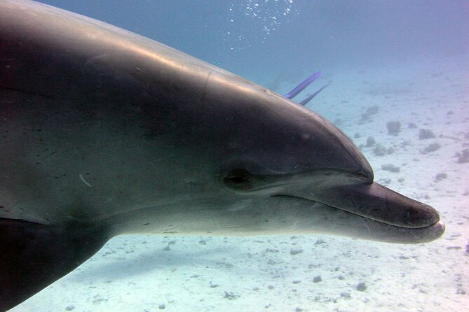 Swimming with Dolphins and Banana Boat Sea Trip Day Experience - Hurghada - The crew and the shared-boat atmosphere