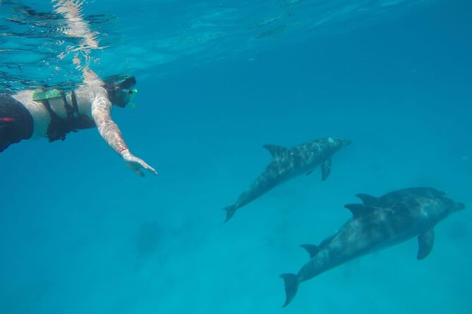 Swimming with Dolphins by Private Speed Boat - Hurghada - A few practical ways to prepare