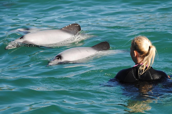 Swimming with Wild Dolphins in Akaroa - Meeting Hector’s dolphins in Akaroa Harbour