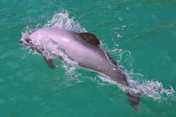 Swimming with Wild Dolphins in Akaroa - Cruising toward the dolphins