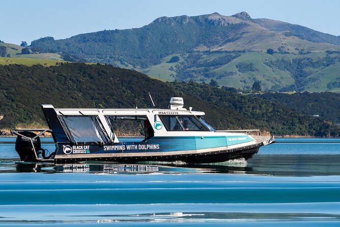 Swimming with Wild Dolphins in Akaroa - What the swim is really like
