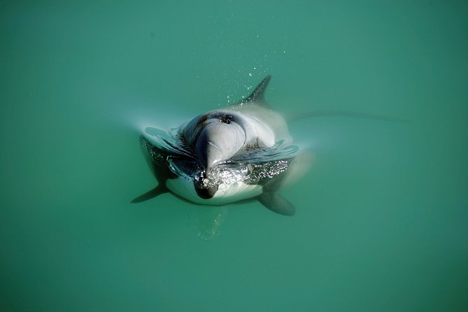 Swimming with Wild Dolphins in Akaroa - Wildlife rules are part of the value