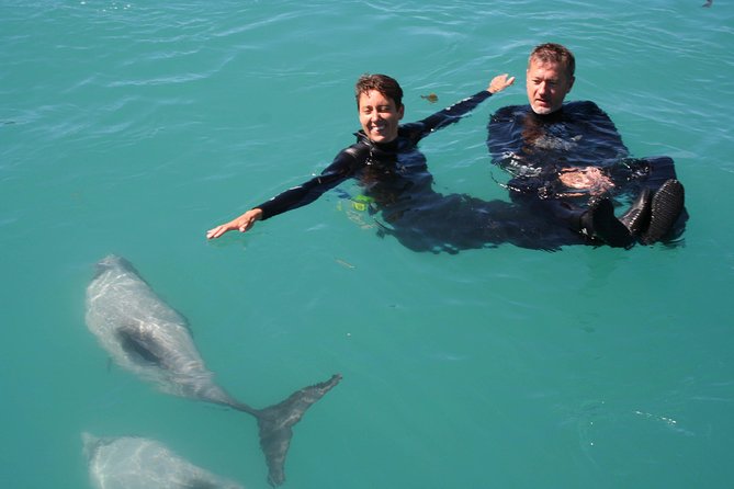 Swimming with Wild Dolphins in Akaroa - The warm-up back at the wharf