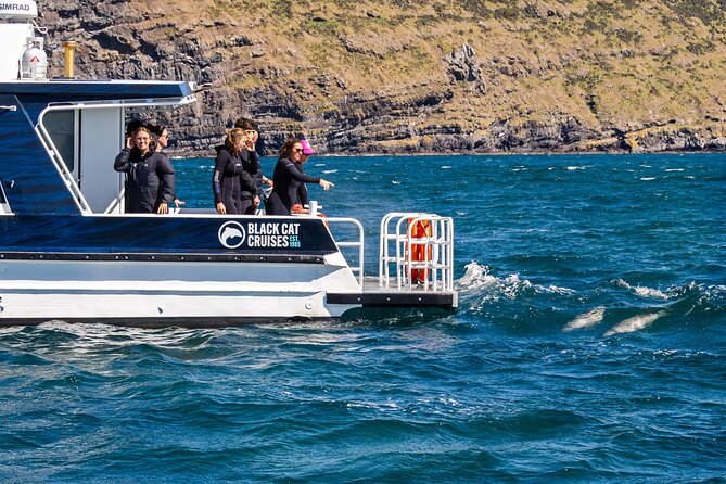 Swimming with Wild Dolphins in Akaroa - Is $128.06 a fair price?