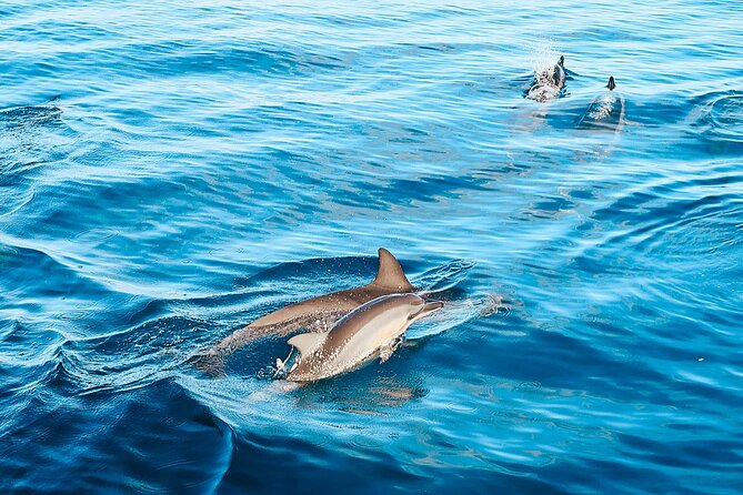 Swimming with Wild Dolphins Speedboat Adventure on Oahu - What happens after the dolphin search
