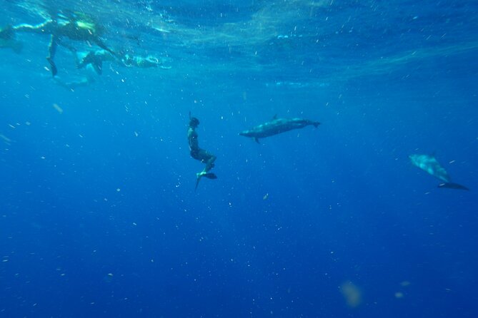 Swimming with Wild Dolphins Speedboat Adventure on Oahu - The crew and the feel of a small operation