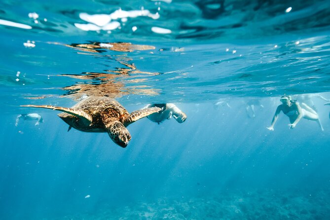 Swimming with Wild Dolphins Speedboat Adventure on Oahu - Is $199 a fair price?