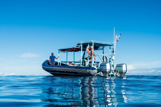 Swimming with Wild Dolphins Speedboat Adventure on Oahu - Riding the Dolphin Warrior offshore