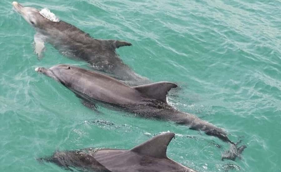Sydney: Jervis Bay Day Trip with Dolphins, Roos & Beach Time - Why Jervis Bay makes a strong day trip from Sydney