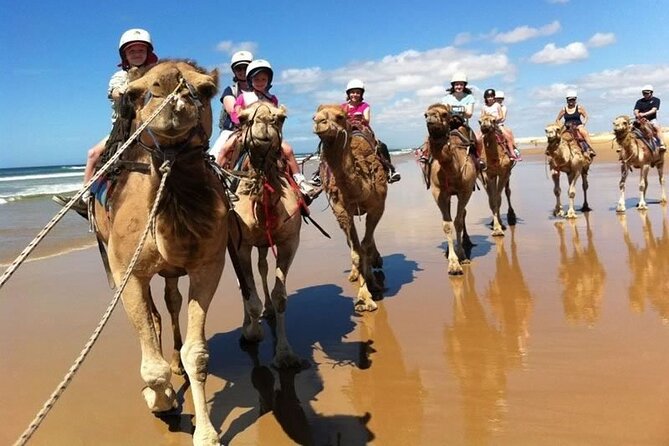 Sydney: Port Stephens Sandboarding, Dunes & Dolphin Cruise option - Who should book this day trip?