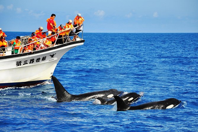 Taiwan Hualien Whale Watching Dolphin - Key points before you book