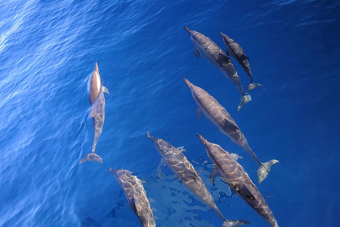 Taiwan Hualien Whale Watching Dolphin - Why the Kuroshio Current matters