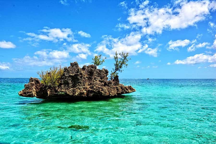 Tamarin: Dolphin Snorkel, CrystalRock, ile o Benitiers Lunch - Key points to know before booking