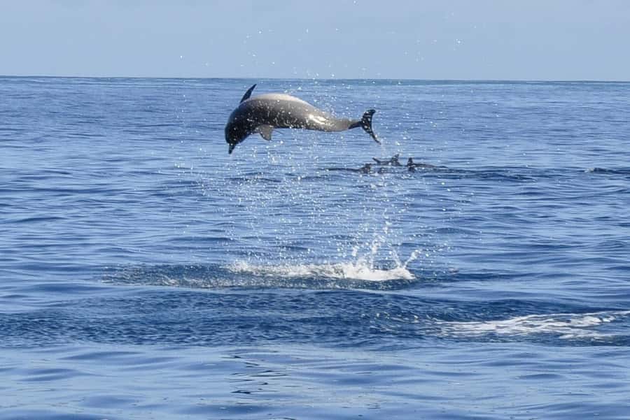 Tamarin: Dolphin Snorkel, CrystalRock, ile o Benitiers Lunch - Why the Tamarin dolphin trip works so well