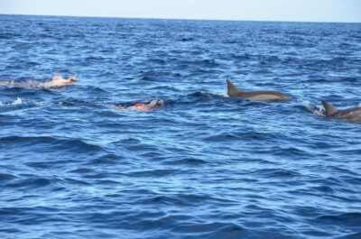 Tamarin: Dolphin Snorkel, CrystalRock, ile o Benitiers Lunch