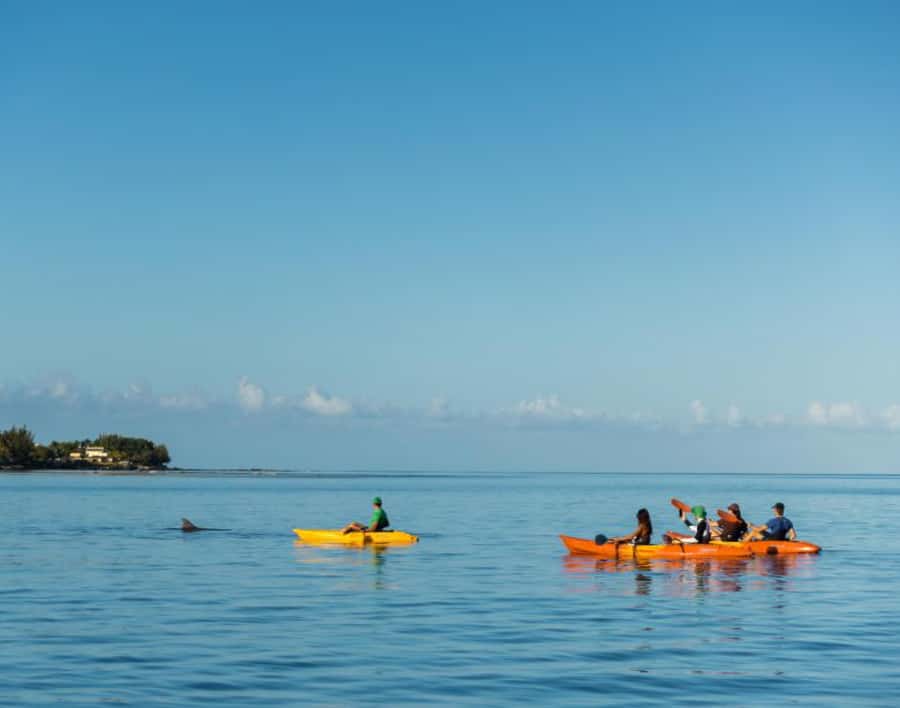 Tamarin: Guided Kayak Tour with Dolphins - Key points to know before you paddle