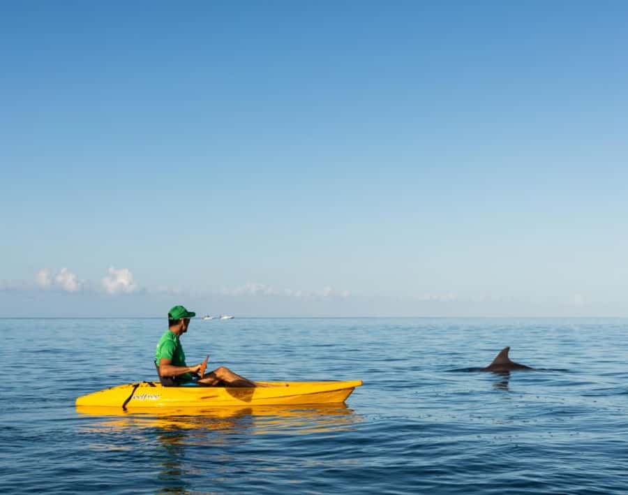 Tamarin: Guided Kayak Tour with Dolphins - How dolphin watching from a kayak compares