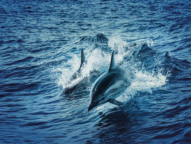 Taormina and Giardini Naxos: 2 Hour Dolphin Tour & Grotto - Isola Bella, the first major view