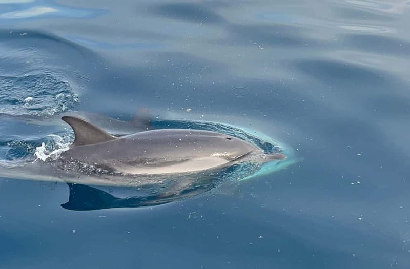 Taormina: Dolphin Tour and Sunset Aperitif Boat Tour - Key points to know before booking