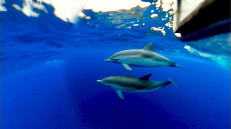 Taormina: Dolphin Tour and Sunset Aperitif Boat Tour - The swim stop and onboard comfort